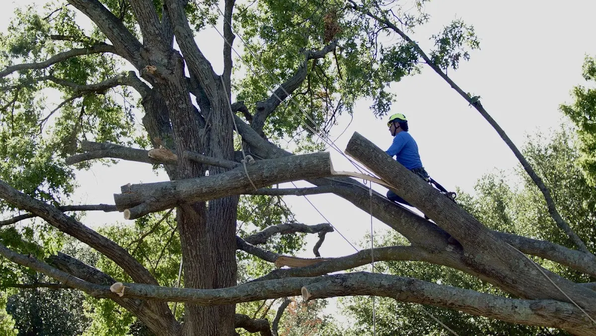 Professional Hazardous Tree Removal performed by certified arborists in Holcomb